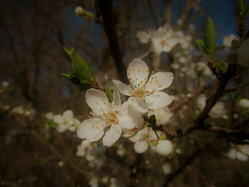 Daniela Köhrer, wie es in der Corona Zeit ist wenn eine dringende Behandlung notwendig ist.
